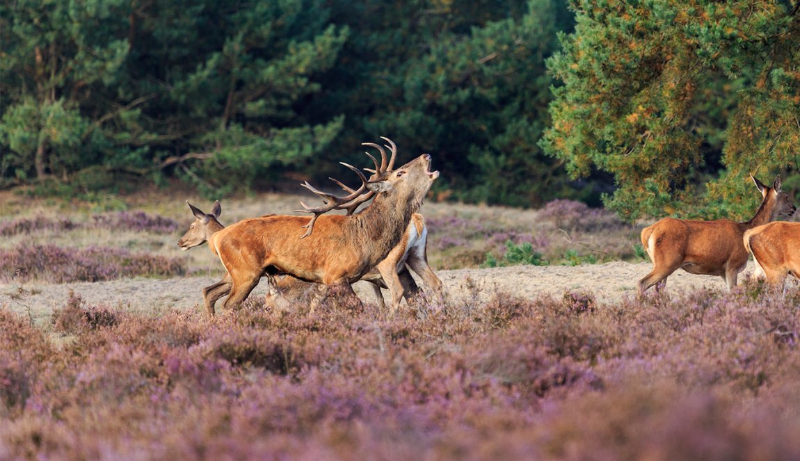 Group of deer on purple heathland in the Veluwe. Group of deer on purple heathland in the Veluwe.