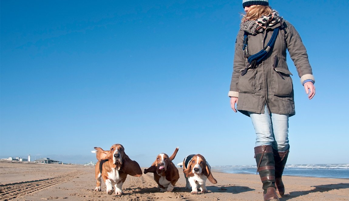 Woman walking on the beach with 3 dogs Woman walking on the beach with 3 dogs