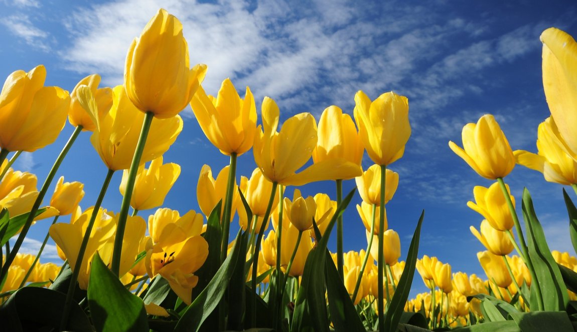 Yellow tulips blue sky Yellow tulips blue sky