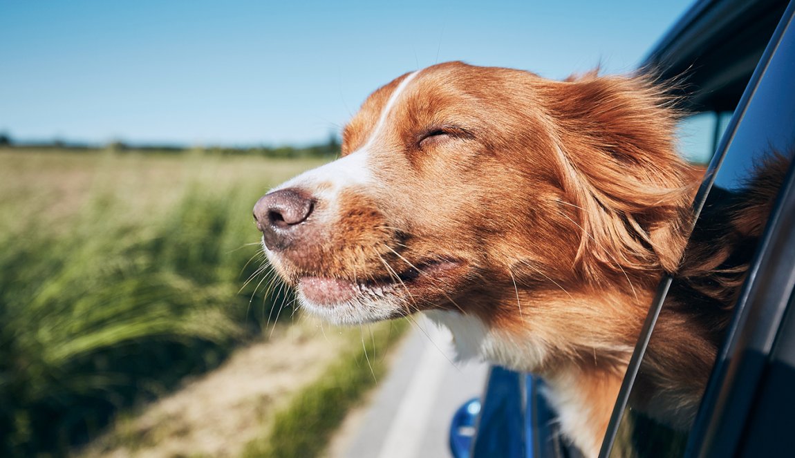 Dog travel by car. Retriever enjoying road trip. Dog travel by car. Retriever enjoying road trip.