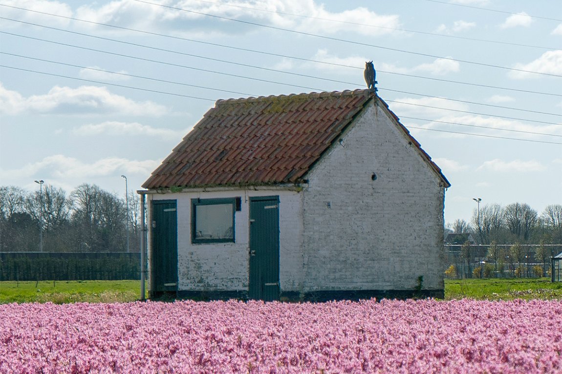 Landshed near Voorhout Landshed near Voorhout