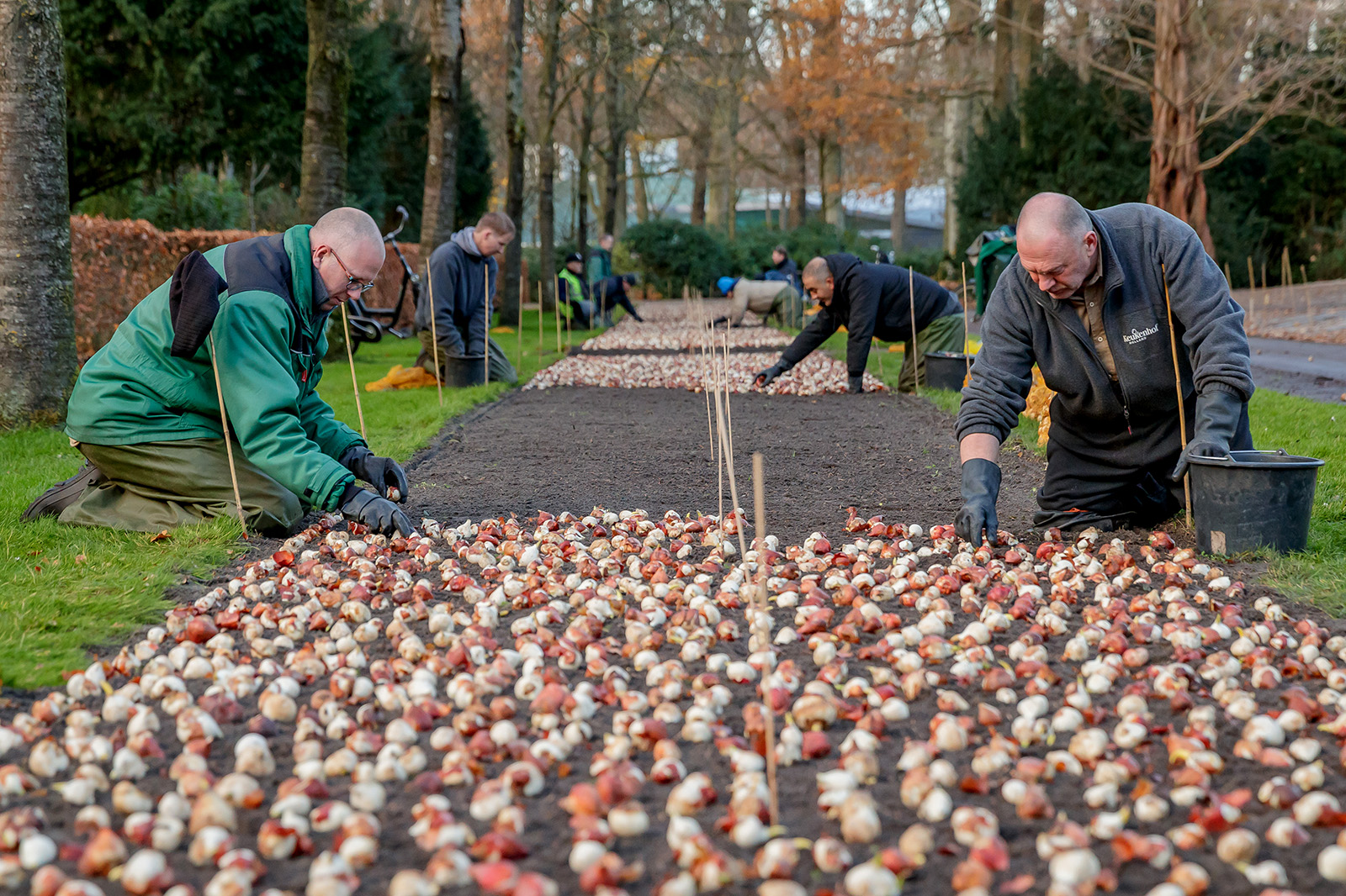 Planting flower bulbs in Keukenhof Planting flower bulbs in Keukenhof