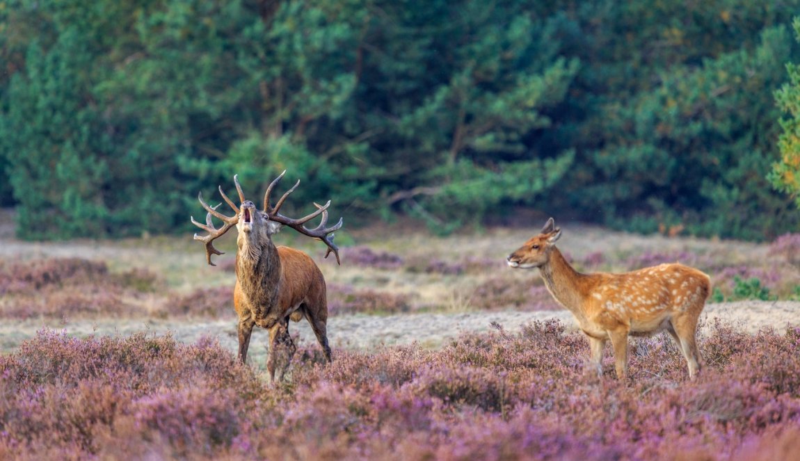 Deer in NP de Hoge Veluwe Deer in NP de Hoge Veluwe
