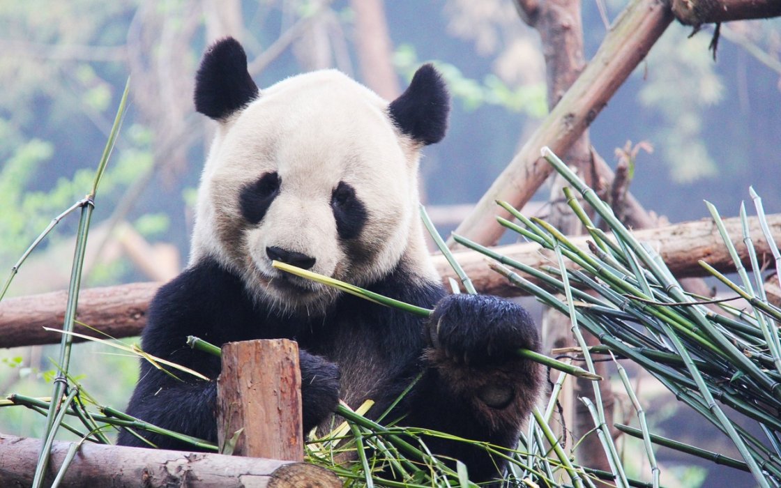 Giant panda eats bamboo at the zoo Giant panda eats bamboo at the zoo
