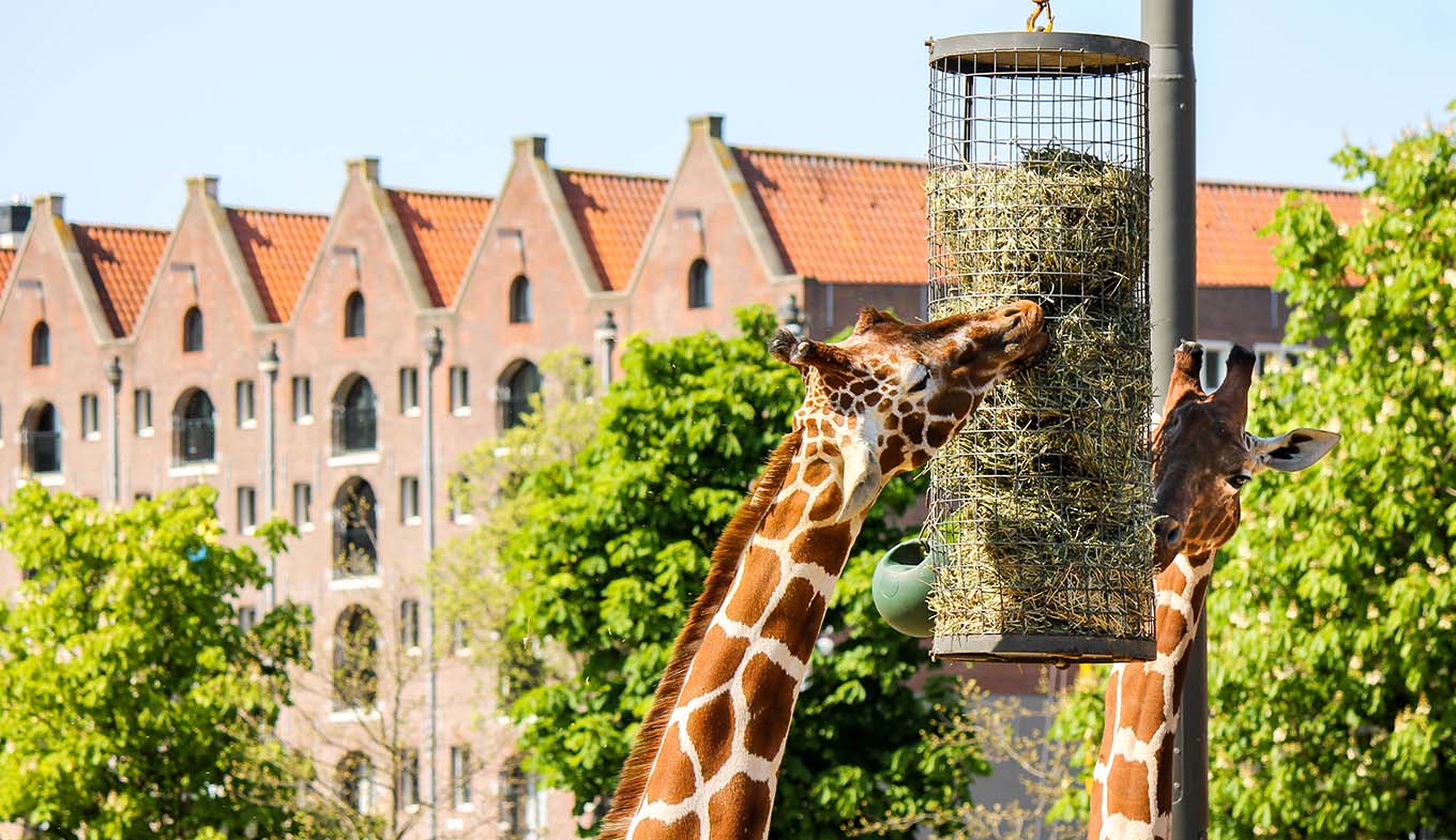 Giraffes in Artis Zoo Giraffes in Artis Zoo