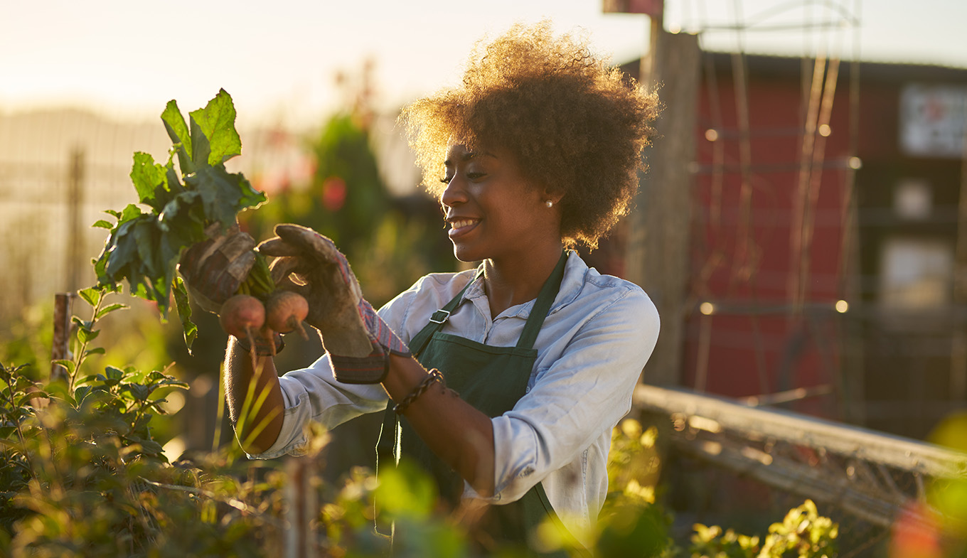 Afro lady inspects beet community urban garden Afro lady inspects beet community urban garden