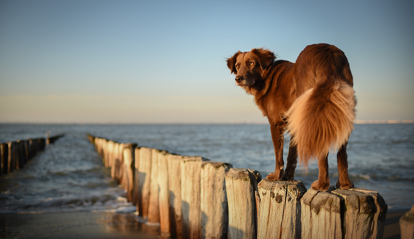 Dog at the beach in Zeeland, the Netherlands Dog at the beach in Zeeland, the Netherlands