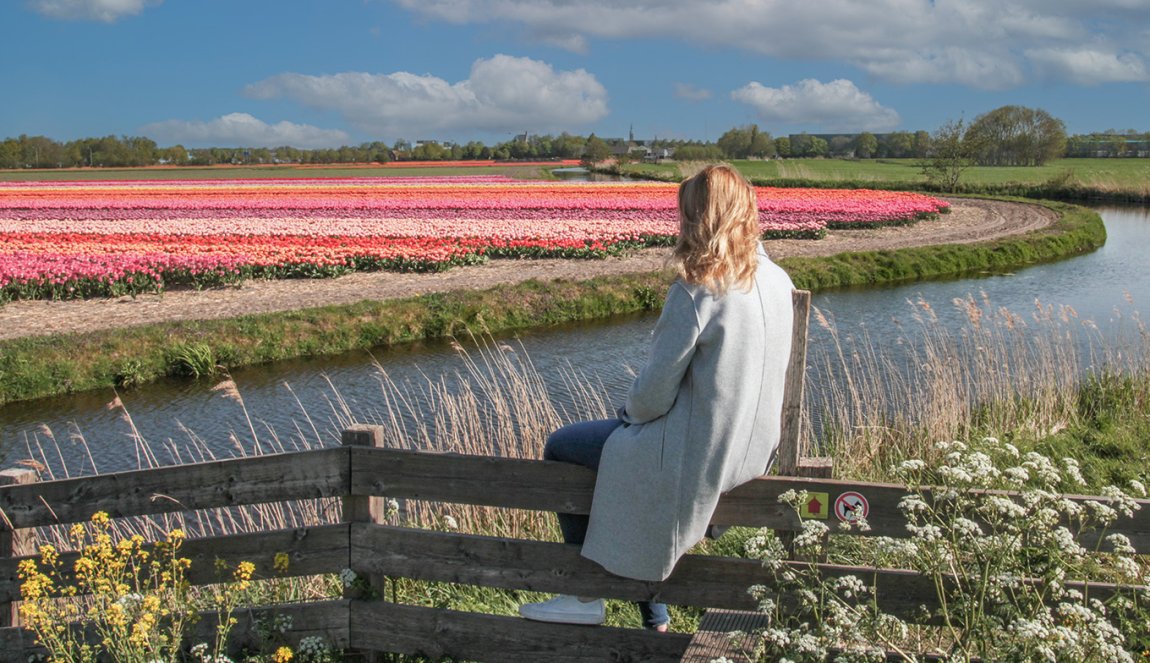 Lady on fence enjoys flower fields in Lisse in the Bulb Region Lady on fence enjoys flower fields in Lisse in the Bulb Region