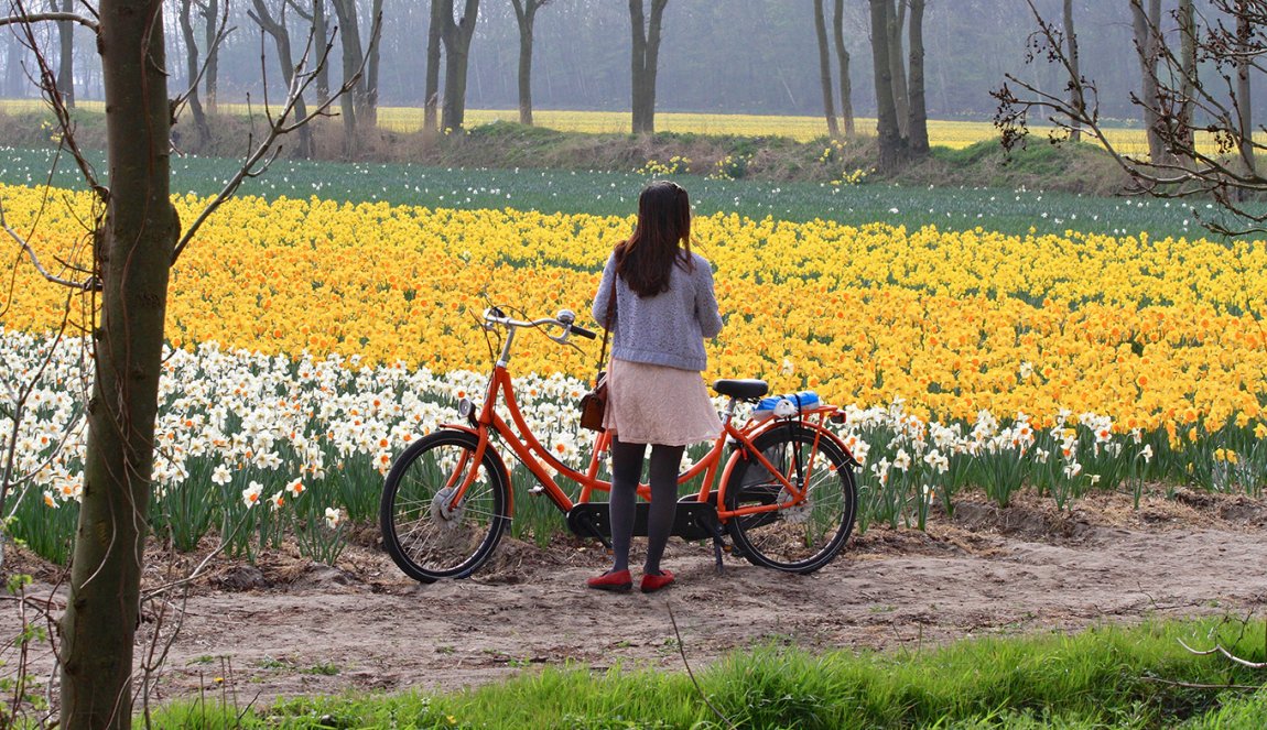 Bollenveld Loosterweg Zuid Bollenveld Loosterweg Zuid