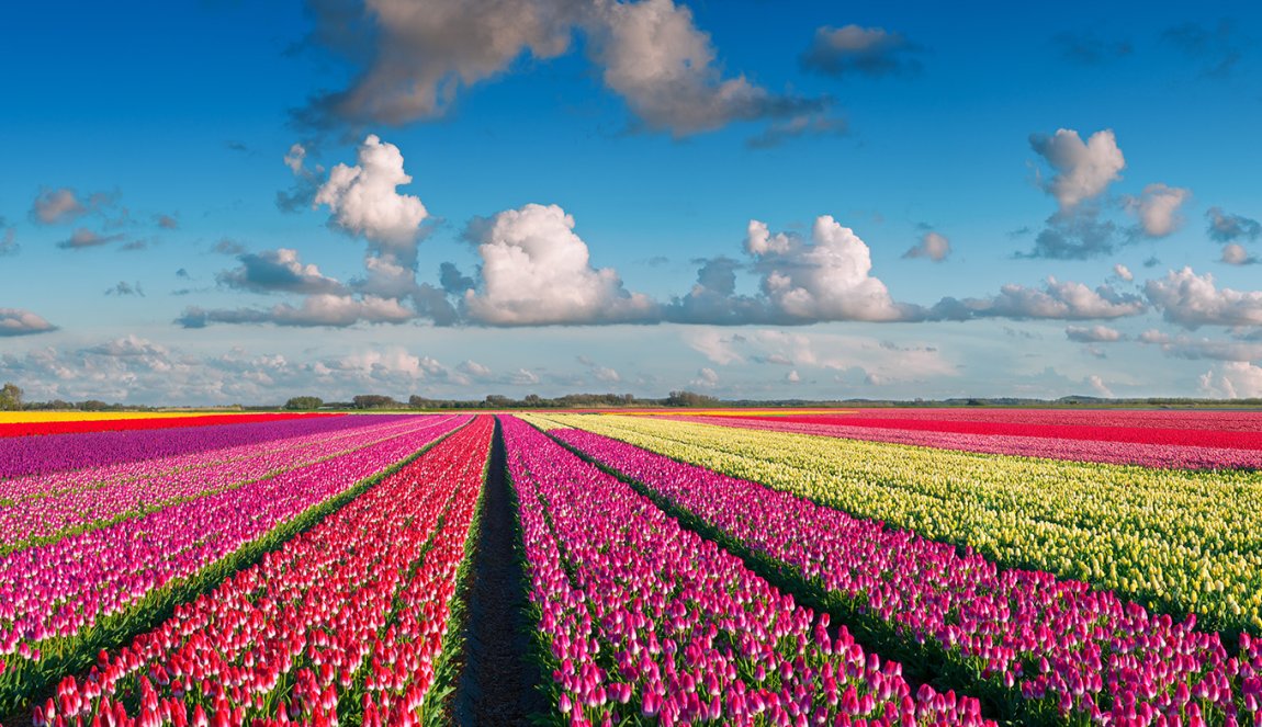 Colorful tulip field Colorful tulip field
