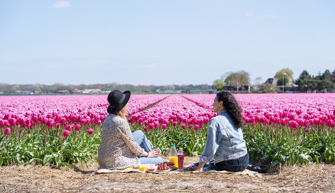 Picnicking along the tulip field Picnicking along the tulip field
