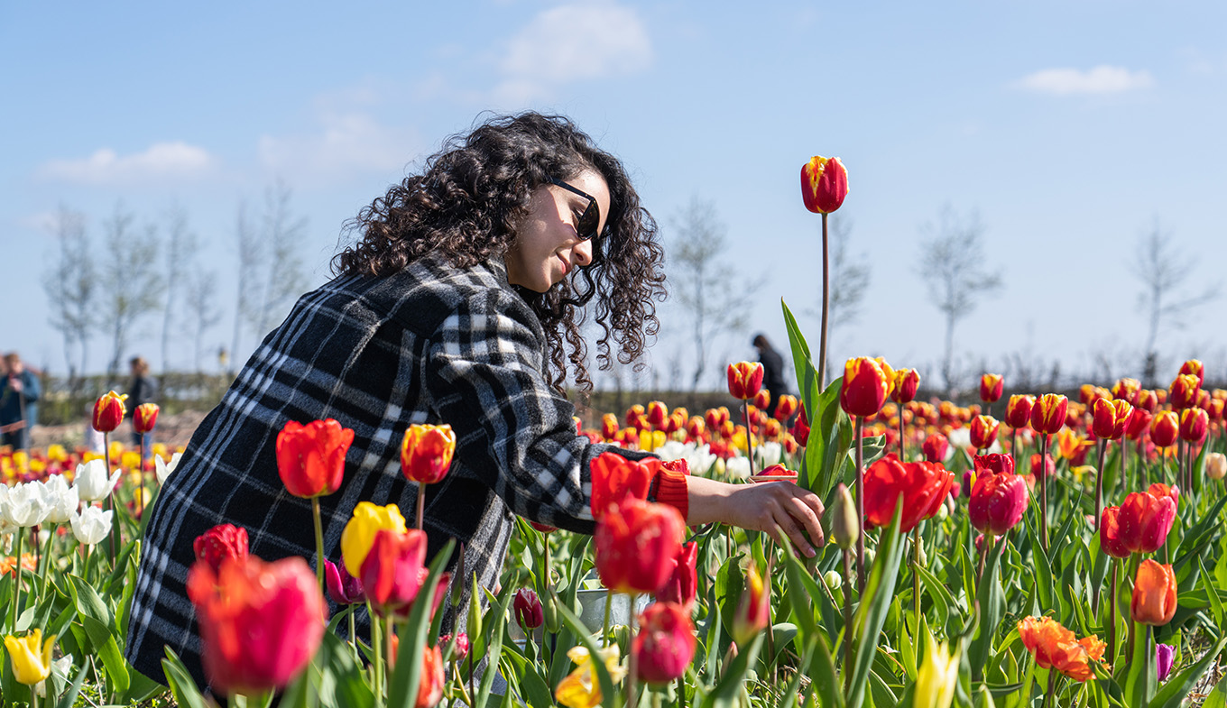 Lady in Picking Garden picks tulips at pick-your-own garden Bakkum Lady in Picking Garden picks tulips at pick-your-own garden Bakkum
