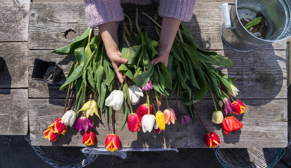 Lady picks plucked tulips Lady picks plucked tulips