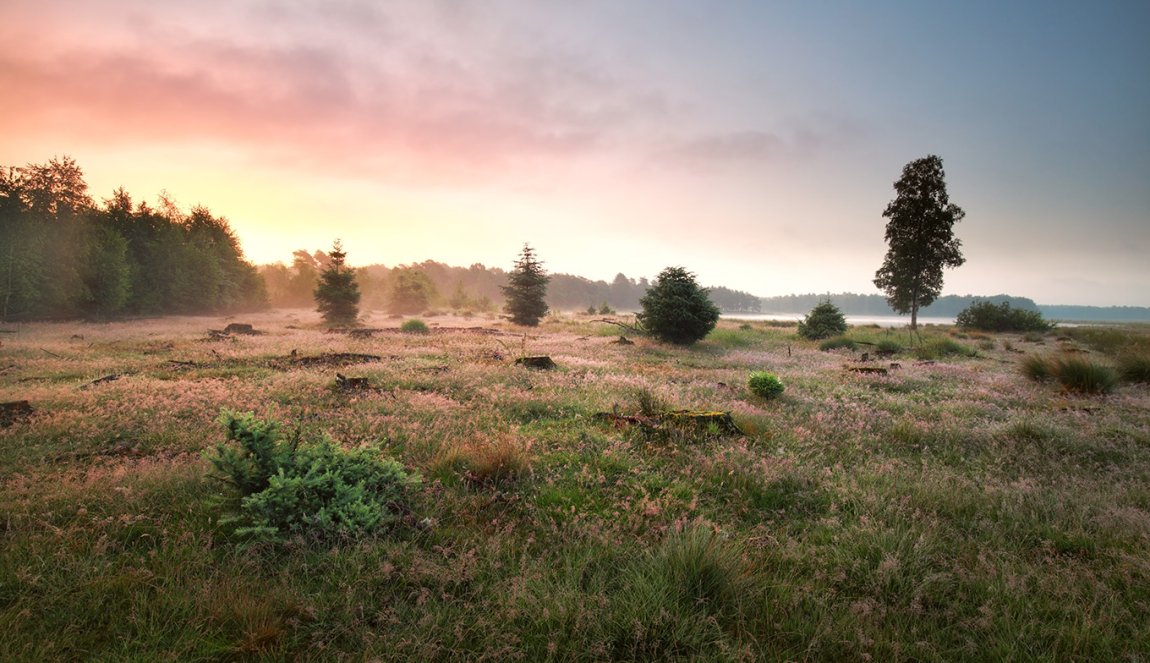Heath National Park Dwingelderveld Heath National Park Dwingelderveld