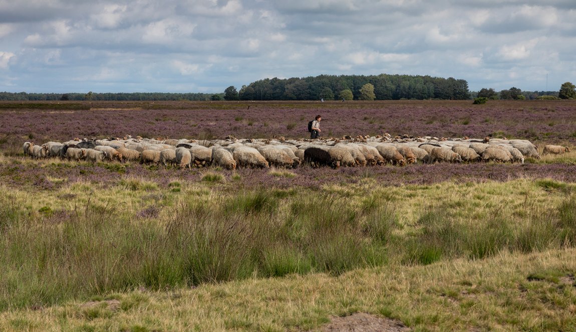 Shepherd with a herd of sheep in National Park Dwingelderveld Shepherd with a herd of sheep in National Park Dwingelderveld