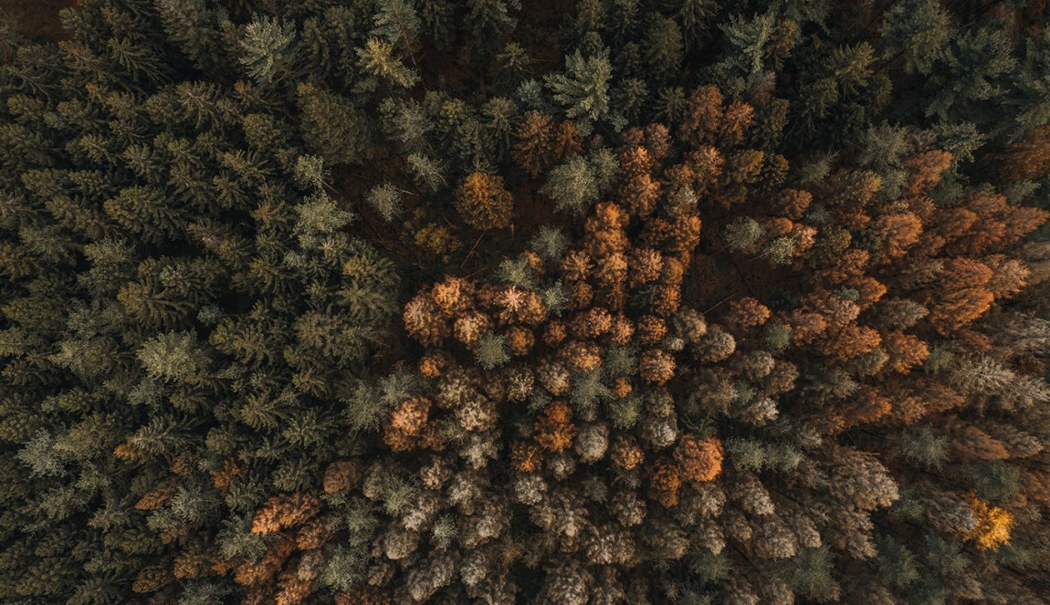 Drone shot Drents forest Drone shot Drents forest