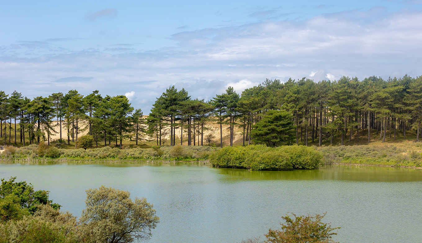 View of Vogelmeer and the pine forest in Zuid-Kennemerland National Park View of Vogelmeer and the pine forest in Zuid-Kennemerland National Park