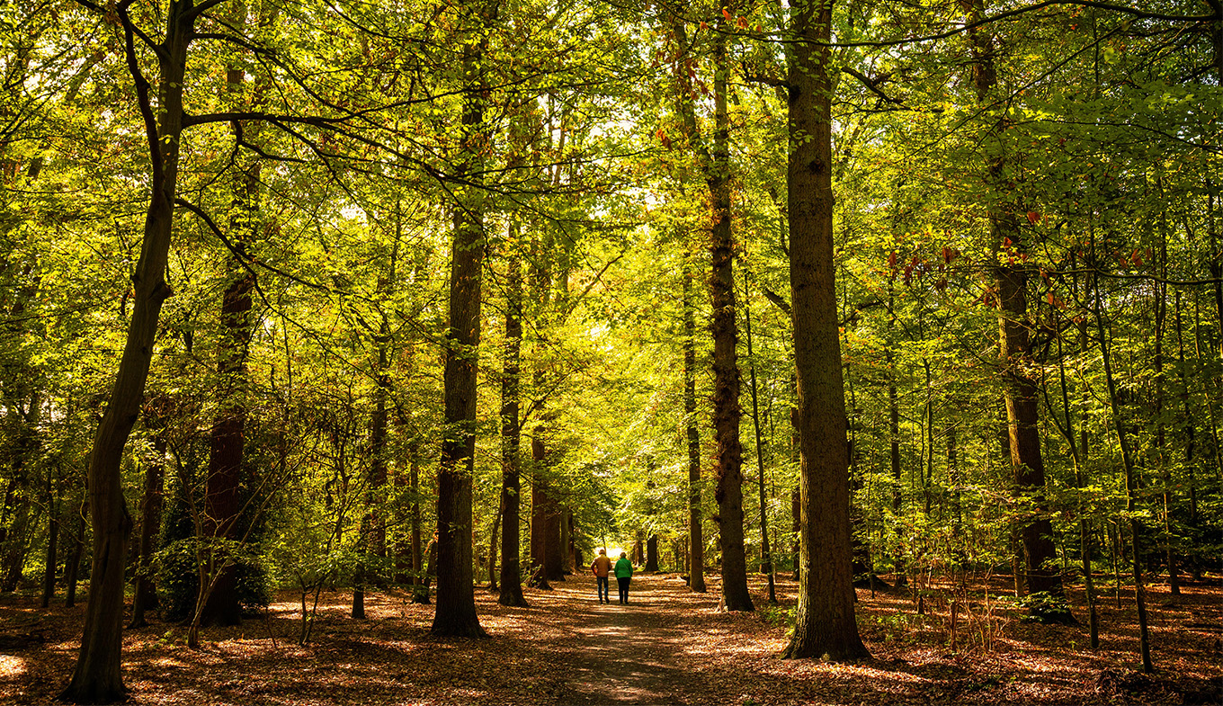 Couple walking through a forest Couple walking through a forest