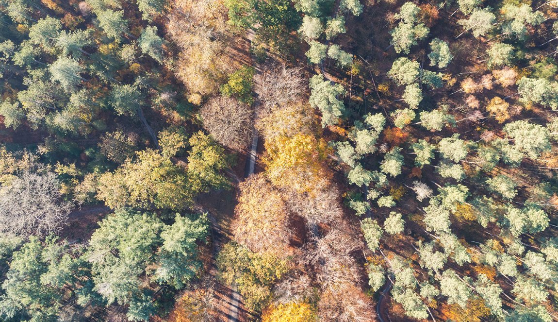 Drone pictures of the Zeisterbos forest in autumn of Nationalpark Utrechtse Heuvelrug Drone pictures of the Zeisterbos forest in autumn of Nationalpark Utrechtse Heuvelrug