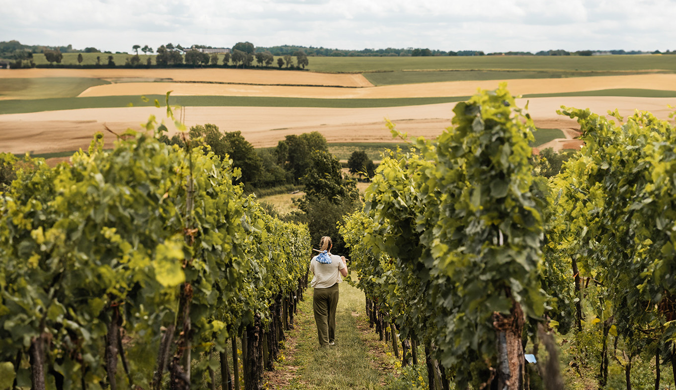 Lady walks through vineyard in Zuid Limburg Lady walks through vineyard in Zuid Limburg