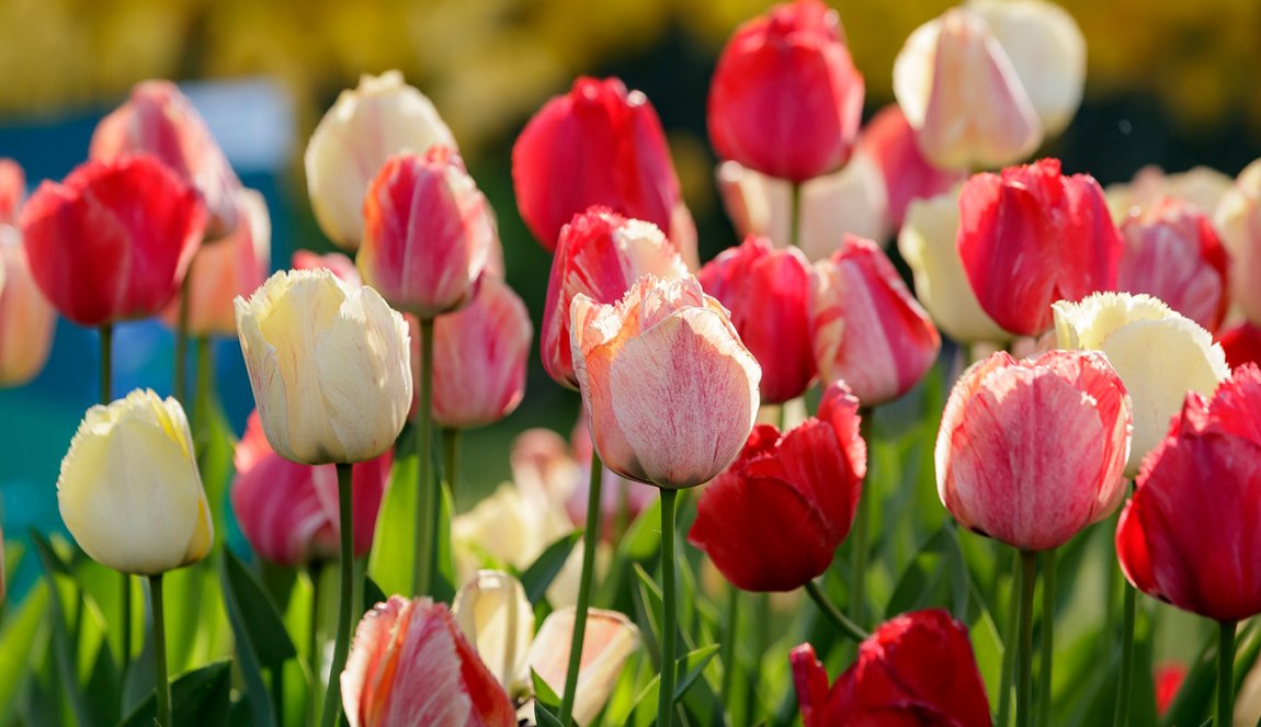 Close up tulips Keukenhof Close up tulips Keukenhof