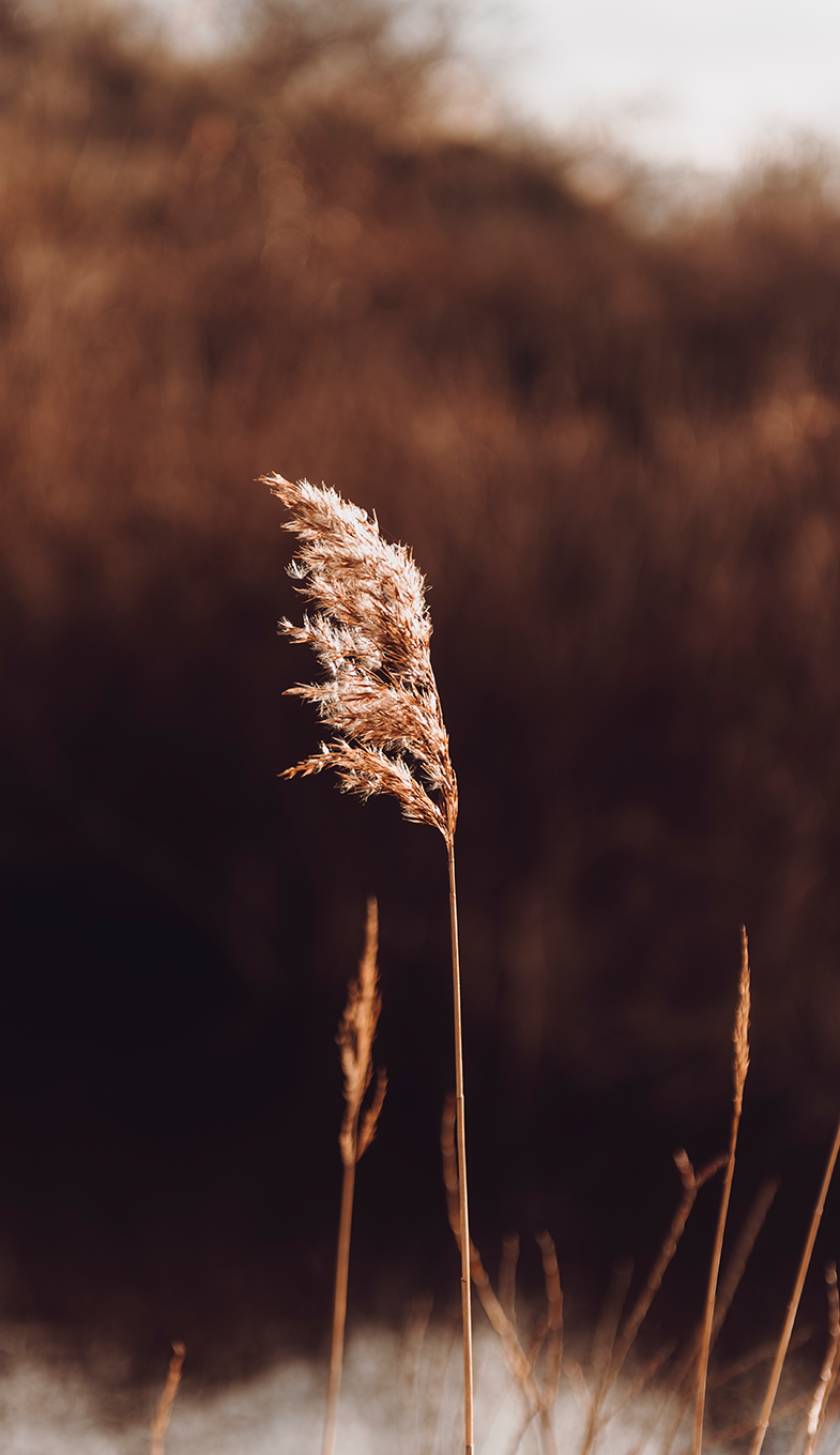 Blade of grass Blade of grass